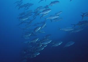 横浜・新横浜のビジネスホテル「東横INN新横浜駅前本館」：快適な宿泊と便利なアクセスを実現するポイント