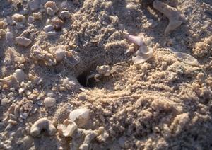 北海道旭川市に位置する東横イン旭川駅東口の魅力と施設情報を徹底解説