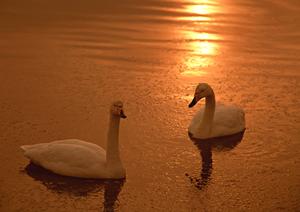 静岡県御殿場市の便利なビジネス＆観光拠点：東横INN御殿場駅前の魅力と特徴
